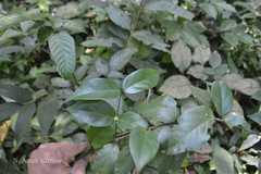 Canthium angustifolium